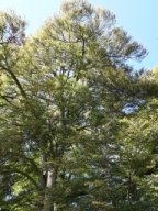 fagus sylvatica aspleniifolia